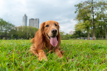 The golden retriever lies on the grass in the park