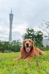 The golden retriever lies on the grass in the park
