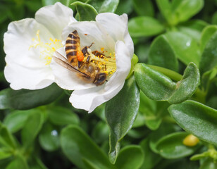 Close up of a bee collecting pollen on a yellow flower, Macro photography, Bee on flower.