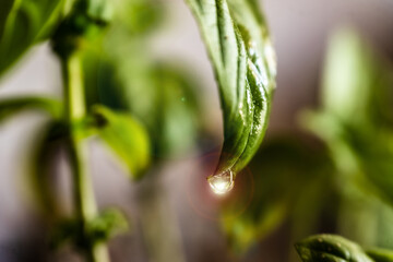 water drops on green leaves with green background