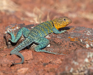 Male Eastern Collared Lizard