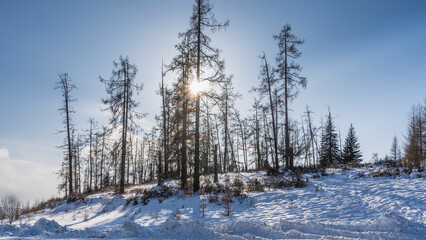 Bare trees on a snowy hill. The sun rays   shine through the branches.  Blue sky. Dry grass in snowdrifts. Altai