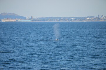Humpback Whale Spouting In Victoria BC