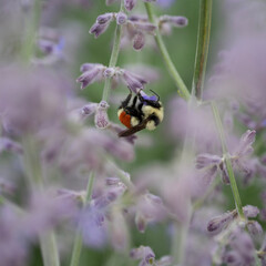 beetle on a flower