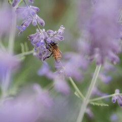 bee on pink flower