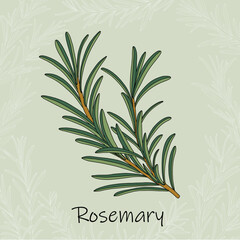 Doodle freehand sketch drawing of rosemary.
