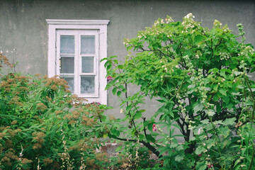 Flowering green ornamental shrubs against a gray stone plastered wall with a white wooden small window with rustic vintage curtains.