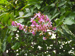 pink blooming flowers on leaf background