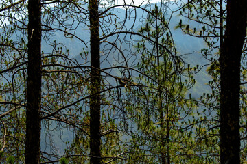 trees in the forest