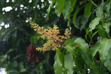Bunch of mango flowers on the tree