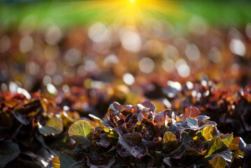 Salad farm vegetable red oak lettuce. Close up fresh organic hydroponic vegetable plantation produce red green salad hydroponic cultivate farm. Red oak lettuce salad in green Organic plantation Farm.
