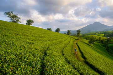 Đồi chè Long Cốc, Tân Sơn, Phú Thọ