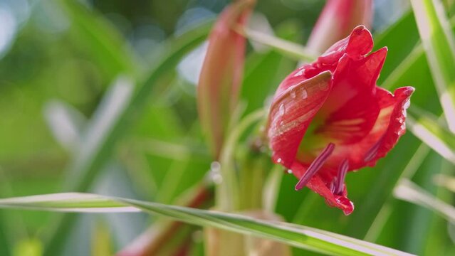 Red Hippeastrum Reveals flowers