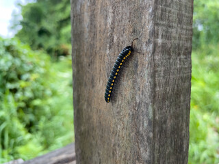 caterpillar on a branch
