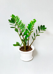 Zamioculcas in flowerpot on gray