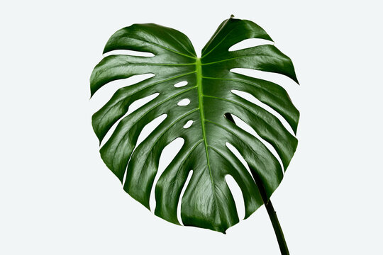 Monstera leaf on a gray background