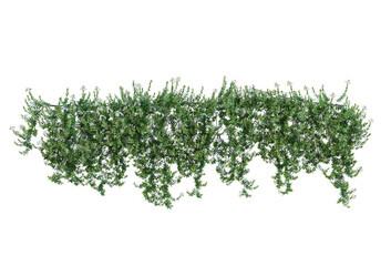 Ivy on a transparent background

