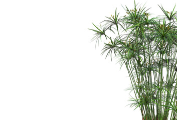 Tropical plants on a transparent background
