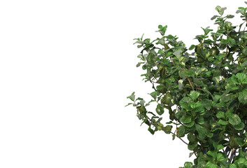 Tropical plants on a transparent background
