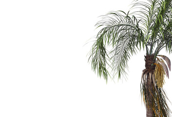 Tropical plants on a transparent background
