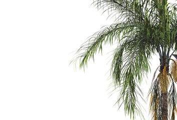 Fototapeta na wymiar Tropical plants on a transparent background 