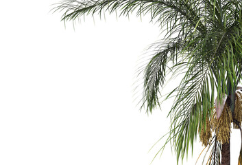 Fototapeta na wymiar Tropical plants on a transparent background 