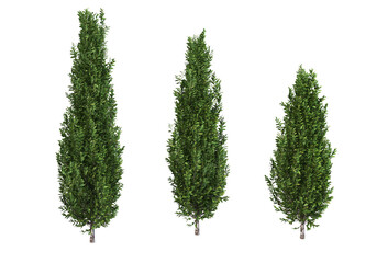 Shrubs and flower on a transparent background
