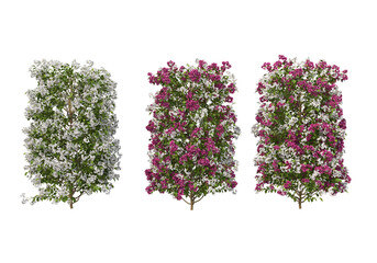 Shrubs and flower on a transparent background
