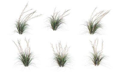 Grass on a transparent background
