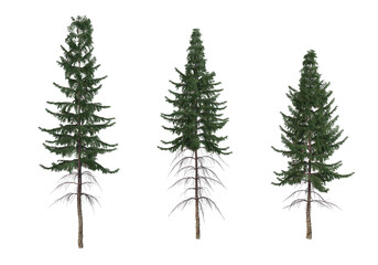 Pine trees on a transparent background
