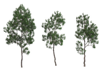 Obraz premium Pine trees on a transparent background 