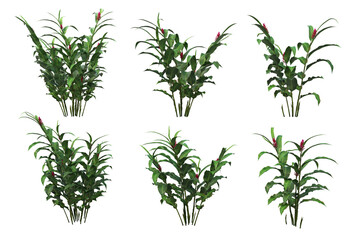 Tropical plants on a transparent background

