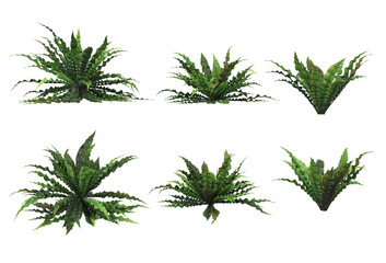 Tropical plants on a transparent background
