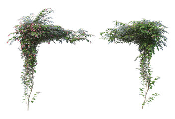 Fototapeta premium Ivy on a transparent background 