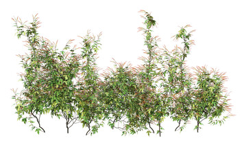 Ivy on a transparent background
