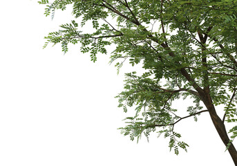 Foreground branch on a transparent background
