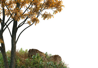 Autumn forest on a transparent background
