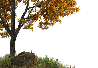 Autumn forest on a transparent background
