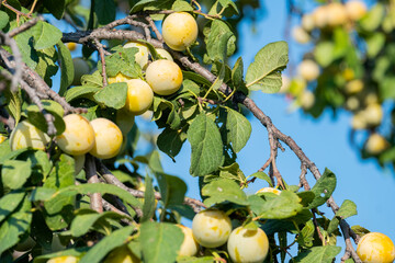 Ripe yellow juicy plums on the branches of a tree in the garden.