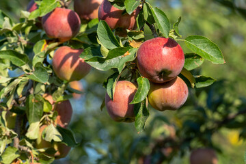 Ripe red juicy apples on the branches of a tree in the garden.
