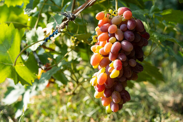 A beautiful ripe bunch of grapes in the rays of the sun.