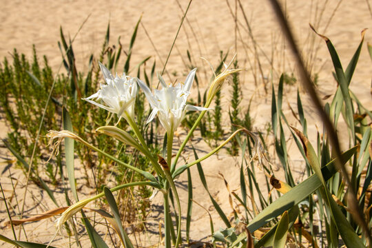 white  lilies on sand dune
