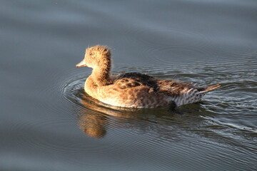 duck on the water, William Hawrelak Park, Edmonton, Alberta