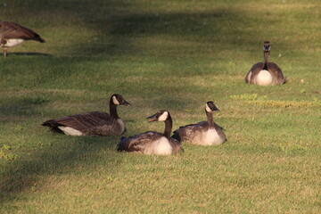canadian geese on the meadow, William Hawrelak Park, Edmonton, Alberta