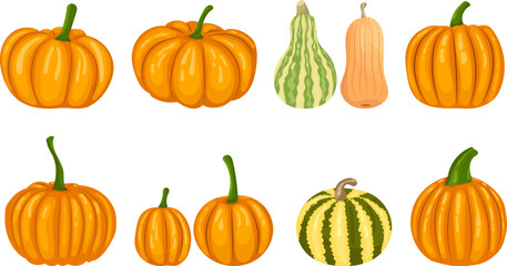 set of pumpkins, different varieties in flat style isolated, vector