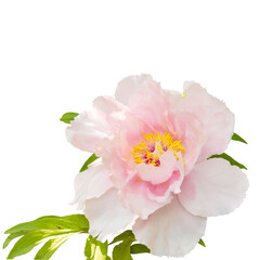 Large beautiful delicate pink peony tree. Isolated on a white background
