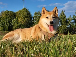 Shiba Inu