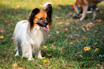 Papillon, also known as the continental toy spaniel, plays on the grass.