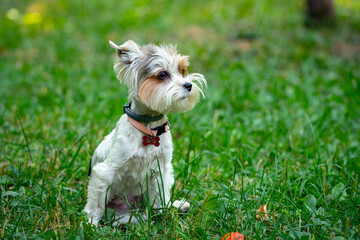 funny yorkshire terrier puppy is playing on the grass.