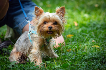 funny yorkshire terrier puppy is playing on the grass.